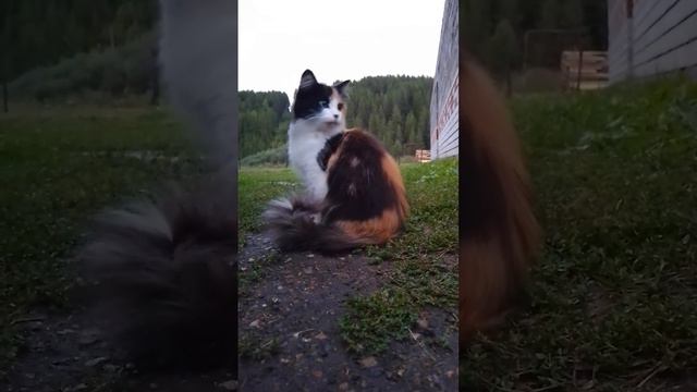 Кошка облизывается смотреть онлайн