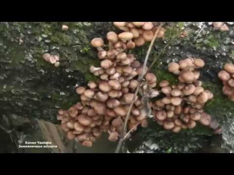 ГРИБНОЙ СЕЗОН 2019 ОТКРЫТ ОПЕНОК ОСЕННИЙ смотреть онлайн