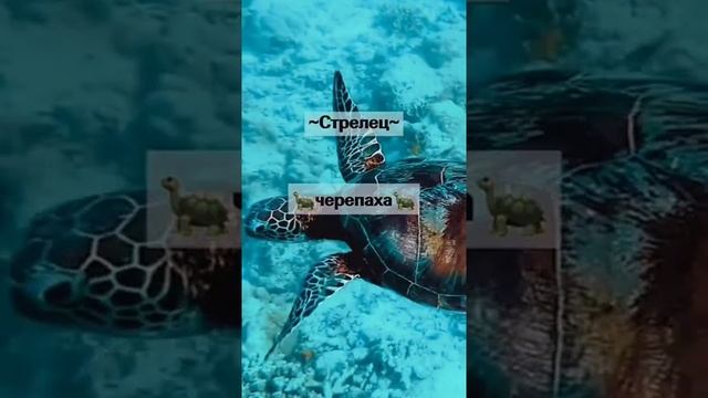 кто твоё тотемное животное по зз #shorts смотреть онлайн