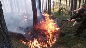 Тушение лесного пожара подручными средствами