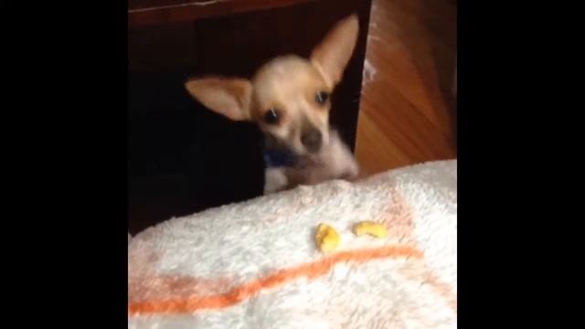 Lol midget dog tea cup chiwawa :) смотреть онлайн