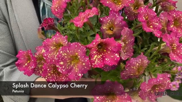 CAST 2022: Splash Dance Calypso Cherry Petunia смотреть онлайн