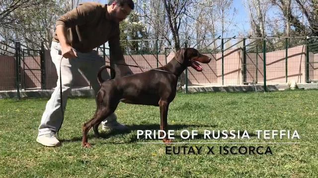 Pride of Russia Teffia - rusyadan export şampiyon secereli dobermannımız смотреть онлайн