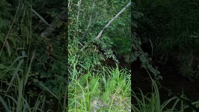 рыбалка,хариус,небольшая речка Вологодской области смотреть онлайн