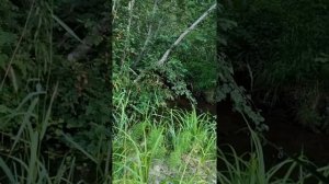 рыбалка,хариус,небольшая речка Вологодской области