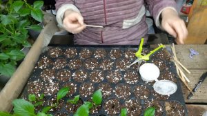 черенкование георгин