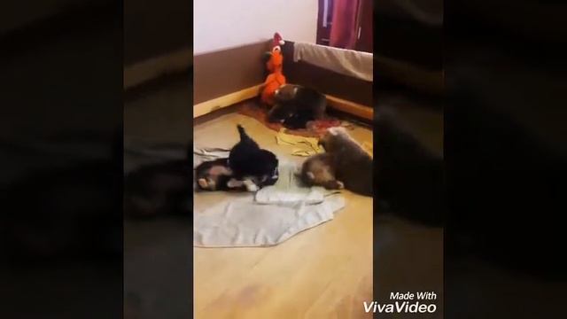 Помет ,Д, вельш корги пемброк смотреть онлайн