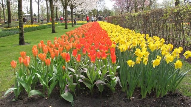Keukenhof Lisse.
