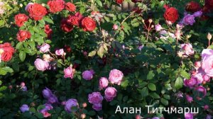 Краткий обзор розы  Алан Титчмарш (Английская)   Alan Titchmarsh (Austin, 2005)