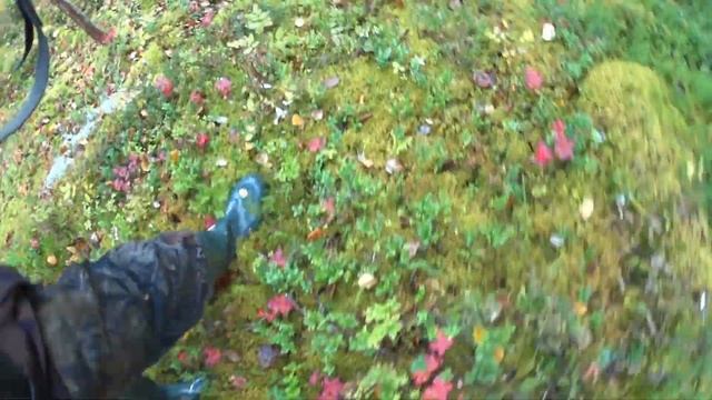 Ходовая охота на боровую птицу и притравка щенка по боровой птице. смотреть онлайн