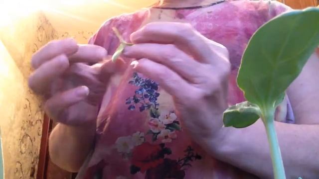 #прививкабахчевых_на_лагенарию #бахча #арбуз #watermelon grafting # быстрый вид прививки арбуза! смотреть онлайн