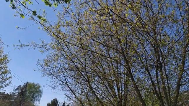 Теплица своими руками/ Покупки Дикси. Фикс прайс/ Моя рассада 2021 смотреть онлайн