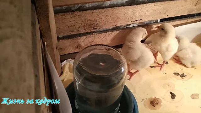 Наши цыплятки (КОББ-500) первые дни... смотреть онлайн
