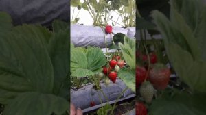 Клубника! Выращивание клубники в малообъемке! Клубника в теплице! #клубника