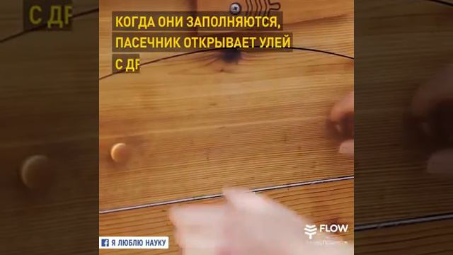 Улей, который сам собирает мед Бизнес сегодня Степин Игорь Хвосторез смотреть онлайн