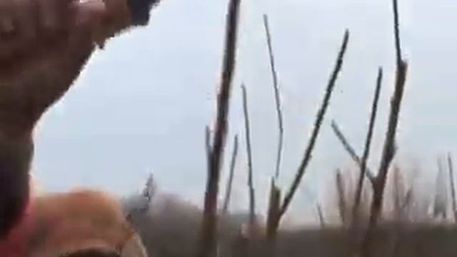 обрізка персика 5.mp4 смотреть онлайн