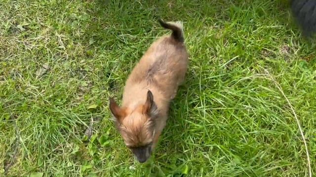A day in the life of pup Java & ends with a bath thanks to cat Ovenmitt смотреть онлайн