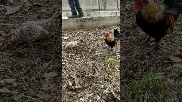 сад | карликовые куры смотреть онлайн