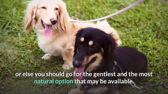 How often should you bathe a Dachshund dog? 🤔 смотреть онлайн