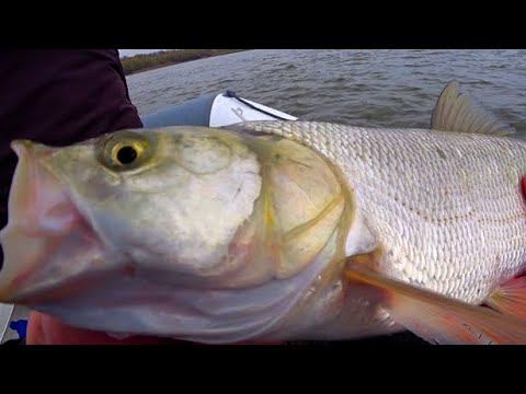 ЭТИХ РЫБИН ЧУВСТВУЕШЬ ВСЕМ ТЕЛОМ! УДАРЫ ОТДАЙ СПИННИНГ! РЫБАЛКА МЕЧТА смотреть онлайн