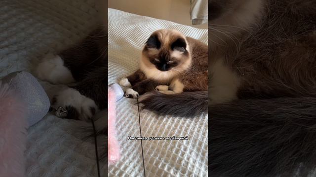 Какими игрушками можно играть с кошкой смотреть онлайн
