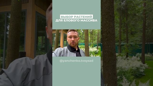 Выбор растений для елового массива #shorts смотреть онлайн