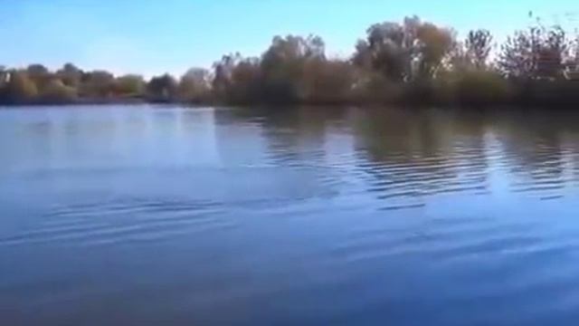 РЫБАЛКА НА КАРПА 2016. Ловля Карпа 2016 смотреть онлайн