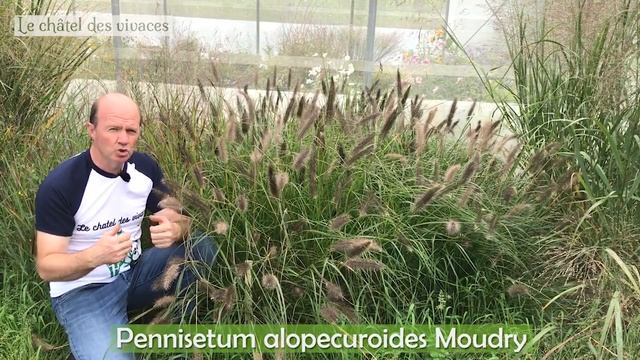 Pennisetum alopecuroides Moudry смотреть онлайн