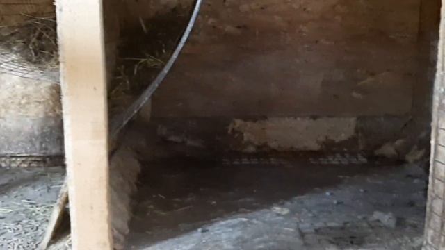 Моё КРОЛИКОВОДСТВО процветает.Ремонт в клетках.Принимаю окролы.Осмотр.Когда убирать маточник. смотреть онлайн