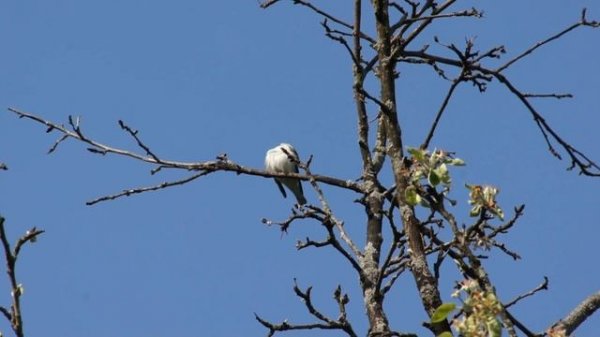 Мухоловка-пеструшка. Пение. Голоса птиц. Pied Flycatcher song. AllVideo.