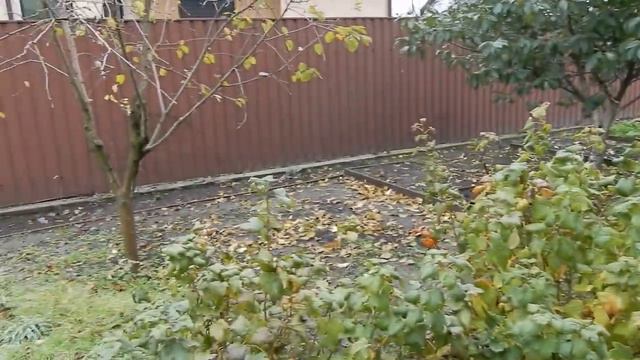 У дочери. Прогулка по саду.Первые покупки к Новому году.Кофе с вкусностями. смотреть онлайн