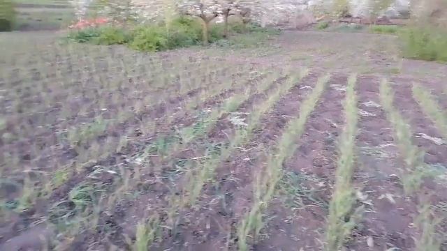 фунгицидная защита чеснока, прополка сорняка. смотреть онлайн