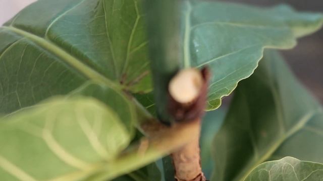 Pruning Fiddle Leaf Fig To Encourage Branching + How to Propagate | Ficus Lyrata смотреть онлайн