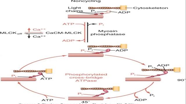 TOPIC : Smooth muscle Part - I смотреть онлайн
