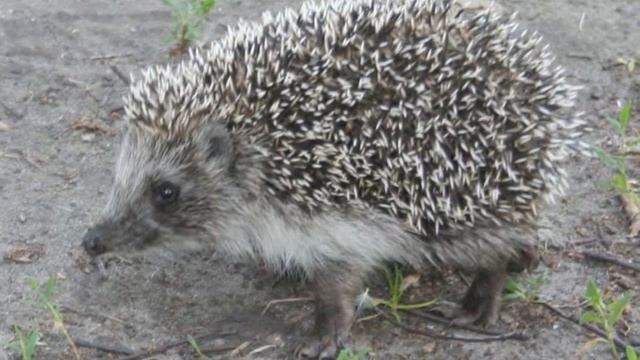 Туристический маршрут по Большереченскому району смотреть онлайн