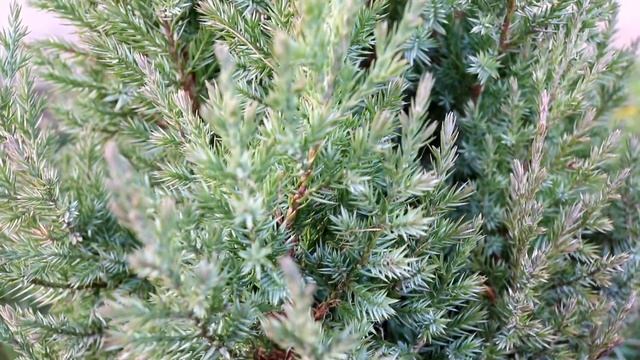 ДОСТОИНСТВА И НЕДОСТАТКИ МОЖЖЕВЕЛЬНИКА СТРИКТА!