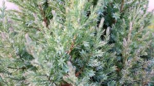 ДОСТОИНСТВА И НЕДОСТАТКИ МОЖЖЕВЕЛЬНИКА СТРИКТА!