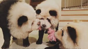 Чау-чау панда: что за порода и как выбрать щенка