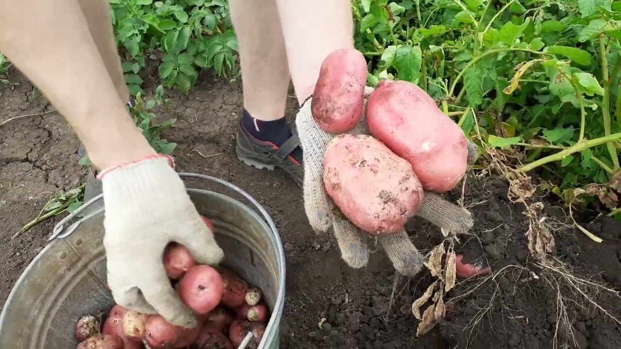 копаем картошку на пробу. результат удивляет.... смотреть онлайн