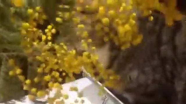 Кошка жует мимозу смотреть онлайн