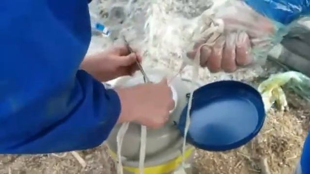 Искусственное осеменение коров. Как это происходит./жизнь в деревне смотреть онлайн