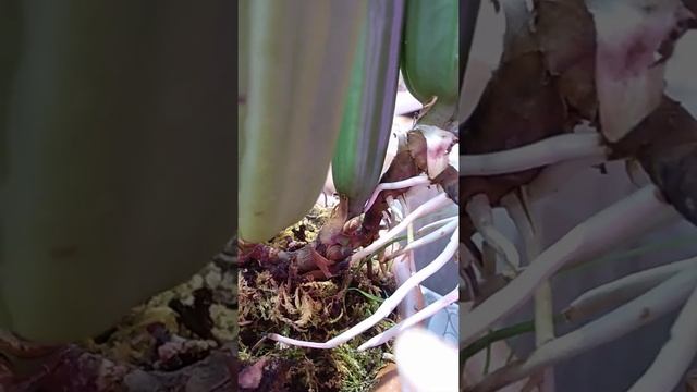 Заметки практика. Coelogyne rochussenii и все о ней.. смотреть онлайн