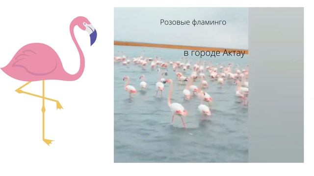 Розовые фламинго на Мангистауском полуострове смотреть онлайн