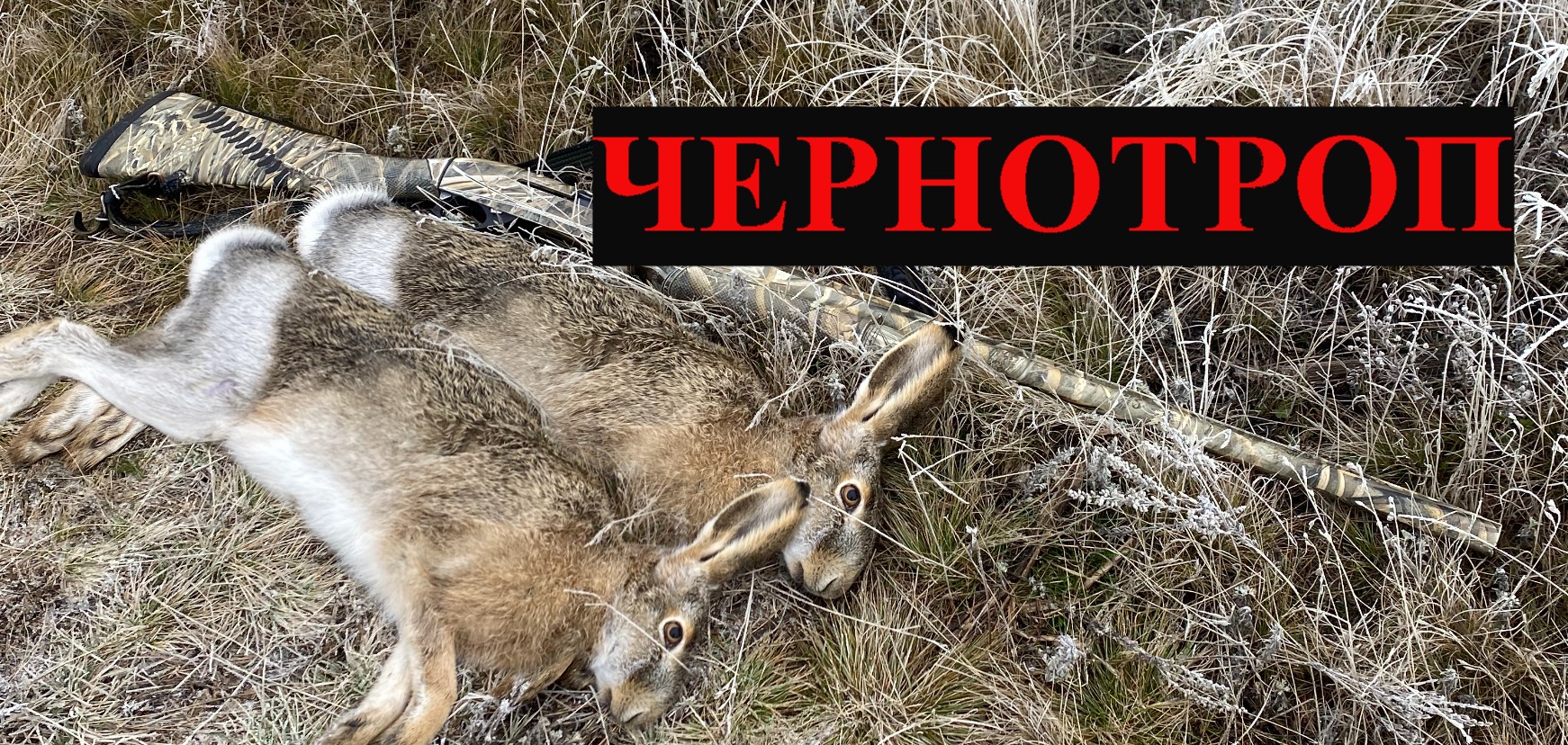 ЗАЙЦЫ В ТУМАНЕ! Охота на зайцев. смотреть онлайн