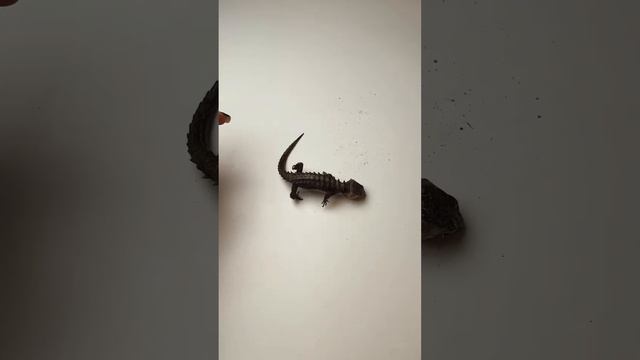 Крокодиловый сцинк - главное разочарование террариумистики ? Согласны? #сцинк #ящерица #рептилии смотреть онлайн