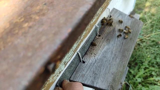 Летковый заградитель. Это не защитит от пчел воровок. смотреть онлайн