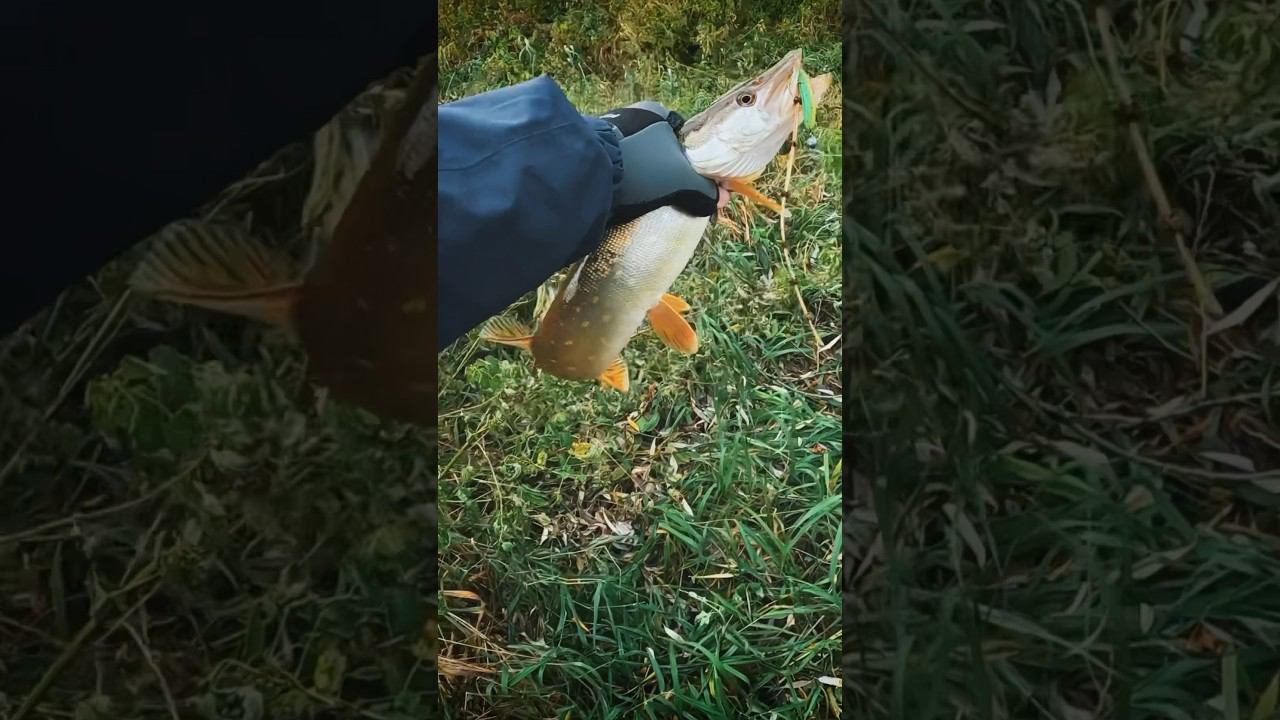 Злые щуки наказаны #рыбалка #спиннинг #щука #щуканаспиннинг #fishing #джиг #shorts #рыбалка смотреть онлайн