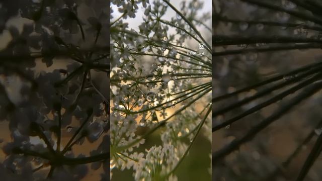 #тверскаяобласть #деревняволосково #доммилыйдом #россия #shorts смотреть онлайн