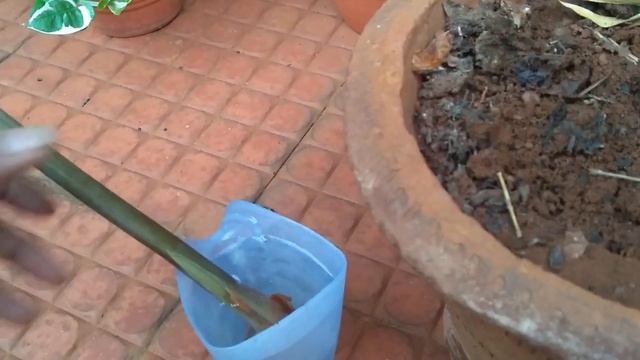 How to save dying Alocasia Amazonica / prapogation by single leaf node смотреть онлайн
