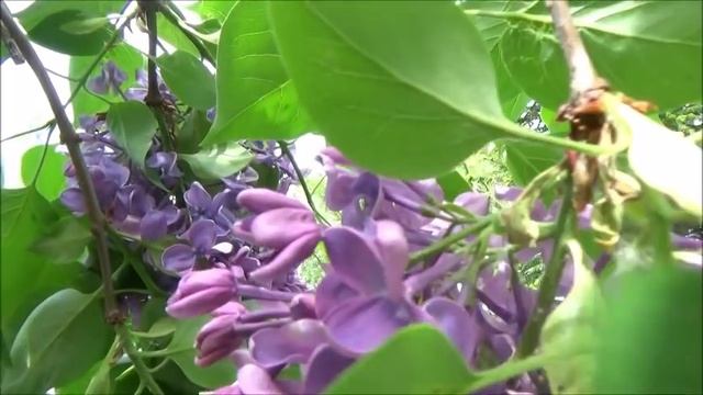 Дача.Влог.На дачу своим ходом.Сад в конце мая.УТони. смотреть онлайн